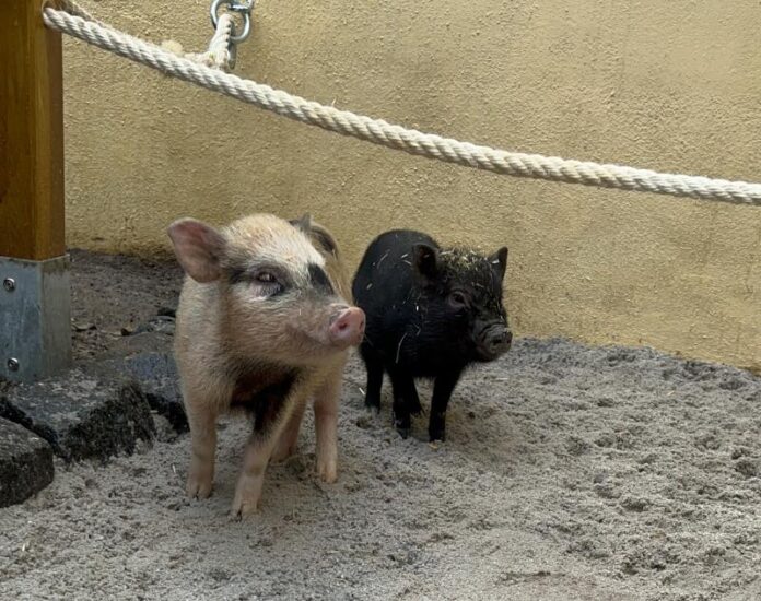 Auch die Minischweine geh&ouml;ren im Altenburger Inselzoo zu den Publikumslieblingen. Foto: Stadtverwaltung Altenburg