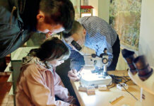 Genau hinschauen können die Kinder im Mauritianum. Hier im Naturkundemuseum werden unterschiedliche Exponate mithilfe eines Mikroskops betrachtet. Foto: Jens Paul Taubert
