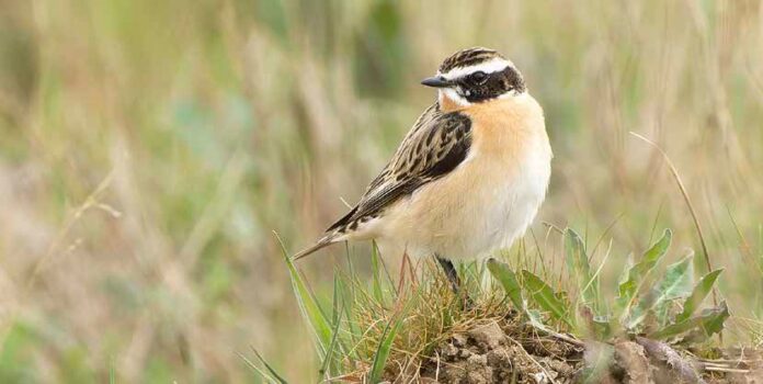Braunkehlchen Am 24. Februar soll für das seltene Braunkehlchen neuer Lebensraum geschaffen werden. Foto: Erik Eckstein