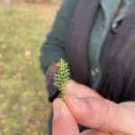 Schafgarbe: Die Pflanze wird auch als Soldatenkraut bezeichnet, weil sie „noch in den Lazaretten des Ersten Weltkriegs genutzt wur- de, um Wunden zu stillen”, erklärt Daniela Kahrens. Bei Nasenbluten kann man das Blatt anquetschen und in die Nase schieben, die Blu- tung hört dann auf. Außerdem sei Schafgarbe ein „tolles Frauen- kraut”, da es entkrampfend wirkt und als Tee bei Unterleibsbe- schwerden helfen kann.