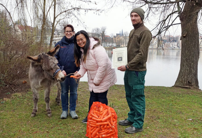 Esel_Paten_24 Saskia Gräfe (links) und Phornphan Geier (beide Schmöllner Landhandelsgesellschaft) brachten ihrem Patentier Futter mit. Tierpfleger Vinzenz Schmid übergab den Patenbrief. Foto: Ronny Seifarth