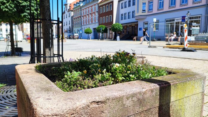 Die Stadt Schm&ouml;lln m&ouml;chte die Pflanzk&uuml;bel auf dem Markt erneuern und dann an Paten &uuml;bergeben. Foto: Stadtverwaltung Schm&ouml;lln