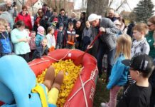 1000 Gummienten werden beim "Eilenburger Gezwitscher" auf dem Mühlgraben ins Rennen geschickt. Foto: Stadtverwaltung Eilenburg