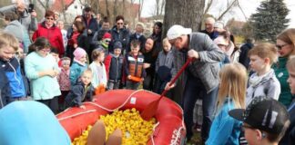 1000 Gummienten werden beim "Eilenburger Gezwitscher" auf dem Mühlgraben ins Rennen geschickt. Foto: Stadtverwaltung Eilenburg