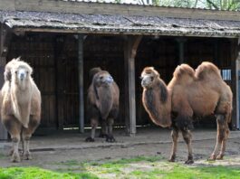Der junge Trampeltierhengst Hakim (rechts im Bild) ist im Tiergarten Delitzsch angekommen. Foto: Christian Maurer