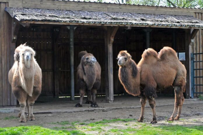 Der junge Trampeltierhengst Hakim (rechts im Bild) ist im Tiergarten Delitzsch angekommen. Foto: Christian Maurer