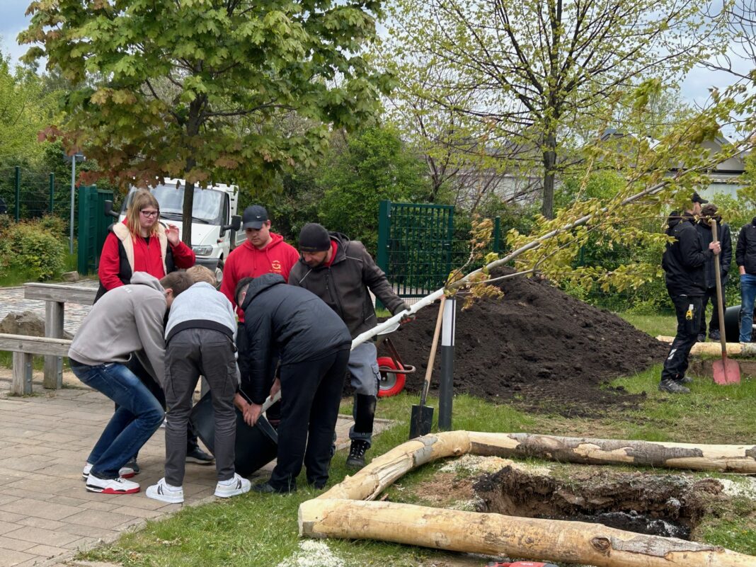 Gemeinsam anpacken: Baumpflanzung an der Döbelner Oberschule Foto: privat