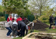 Gemeinsam anpacken: Baumpflanzung an der Döbelner Oberschule Foto: privat