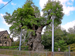 Die N&ouml;bdenitzer Eiche, mit dem Grab eines Ministers in den Wur- zeln, gilt als einzigartiges Naturdenkmal. Foto: Ralf Miehle.