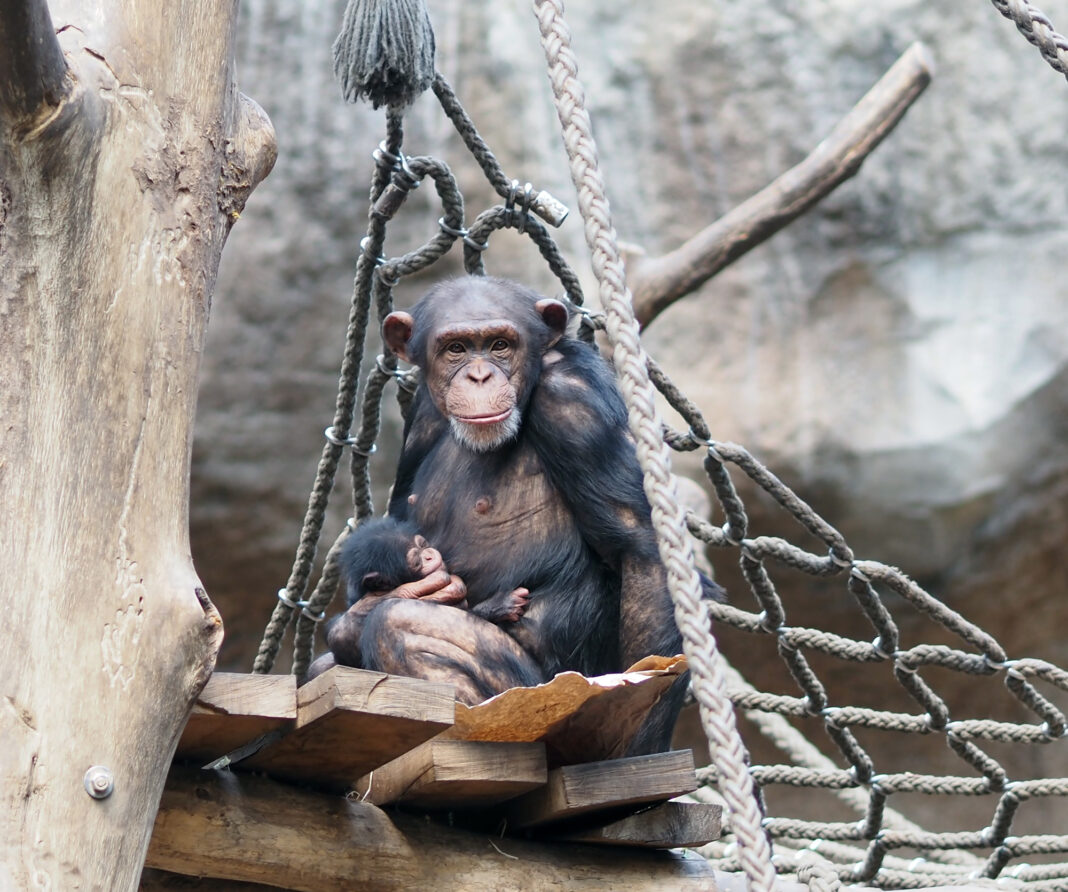 Schimpansenweibchen Changa mit Jungtier im Arm. Foto: Zoo Leipzig