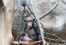 Schimpansenweibchen Changa mit Jungtier im Arm. Foto: Zoo Leipzig