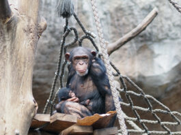Schimpansenweibchen Changa mit Jungtier im Arm. Foto: Zoo Leipzig