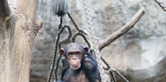 Schimpansenweibchen Changa mit Jungtier im Arm. Foto: Zoo Leipzig