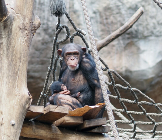 Schimpansenweibchen Changa mit Jungtier im Arm. Foto: Zoo Leipzig