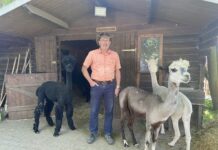 Norbert Alt hat sein Herz an die sanften Vierbeiner verloren. Foto: Gina Apitz