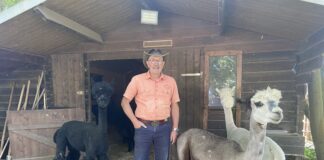 Norbert Alt hat sein Herz an die sanften Vierbeiner verloren. Foto: Gina Apitz