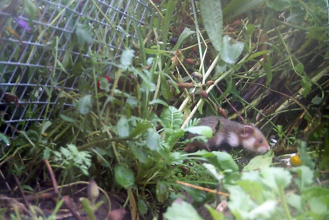 Die im Mai ausgewilderten Babyhamster haben ihre ersten Jungen zur Welt gebracht. Foto: Zoo Leipzig