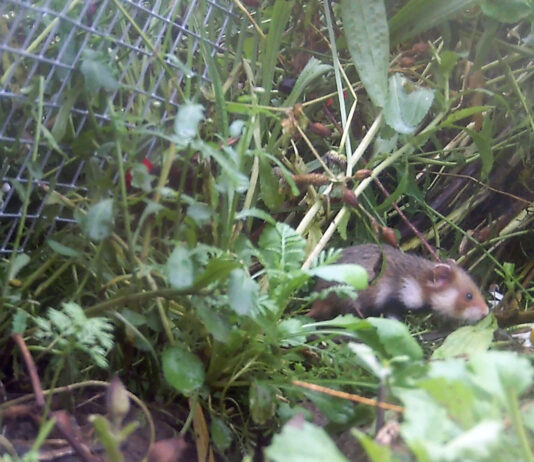 Die im Mai ausgewilderten Babyhamster haben ihre ersten Jungen zur Welt gebracht. Foto: Zoo Leipzig
