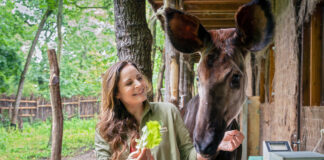 Drehstart zur IX. Staffel Tierärztin Dr. Merten: Drehstart für 13 neue Folgen mit Elisabeth Lanz im Leipziger Zoo und anderen Schauplätzen, hier im Okapi-Gehege. Foto: ARD