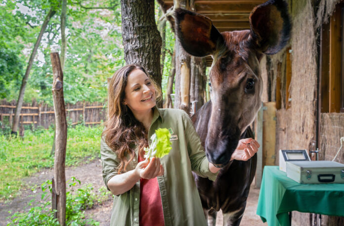 Tierärztin Dr. Mertens Drehstart zur IX. Staffel Tierärztin Dr. Merten: Drehstart für 13 neue Folgen mit Elisabeth Lanz im Leipziger Zoo und anderen Schauplätzen, hier im Okapi-Gehege. Foto: ARD