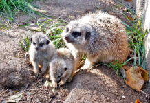 Der Altenburger Inselzoo freut sich über Erdmännchen-Nachwuchs. Foto: Inselzoo