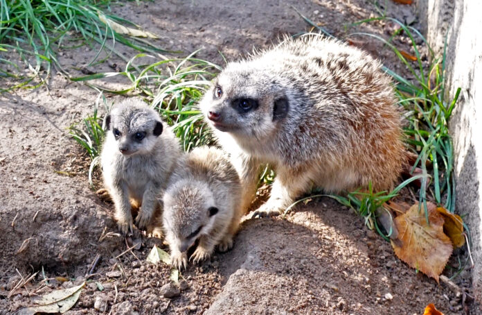 Erdmaenchen1 Der Altenburger Inselzoo freut sich über Erdmännchen-Nachwuchs. Foto: Inselzoo