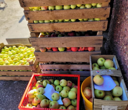 Wer &Auml;pfel hat, kann diese in Nepperwitz zu Saft pressen lassen. Foto: privat