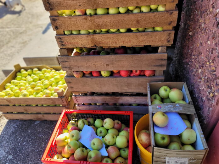 Obst_Saft_Gro__bothen_WEB Wer Äpfel hat, kann diese in Nepperwitz zu Saft pressen lassen. Foto: privat