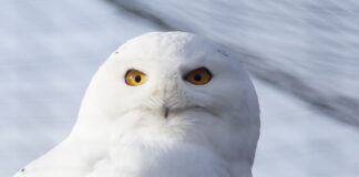 Für Schneeeule „Viona“ hat Wolfgang Jung die Patenschaft übernommen. Foto: Wolfgang Jung