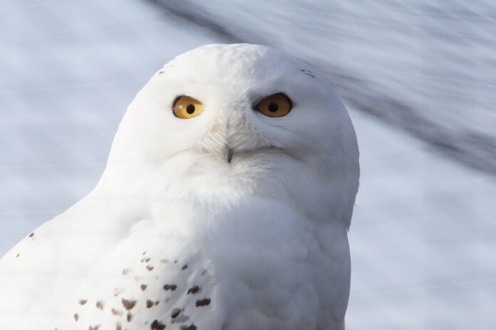F&uuml;r Schneeeule &bdquo;Viona&ldquo; hat Wolfgang Jung die Patenschaft &uuml;bernommen. Foto: Wolfgang Jung