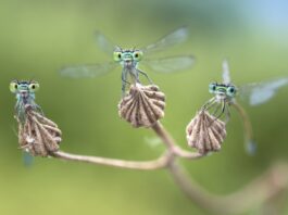 Eine neue (Wander-)Ausstellung besch&auml;ftigt sich im Naturkundemuseum mit den "Facettenreichen Insekten" - wie etwa hier Kleinlibellen. Foto: Alberto Ghizzi Panizza.