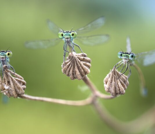Eine neue (Wander-)Ausstellung besch&auml;ftigt sich im Naturkundemuseum mit den "Facettenreichen Insekten" - wie etwa hier Kleinlibellen. Foto: Alberto Ghizzi Panizza.