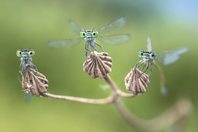 Kleinlibellen_c_Alberto_Ghizzi_Panizza Eine neue (Wander-)Ausstellung beschäftigt sich im Naturkundemuseum mit den
