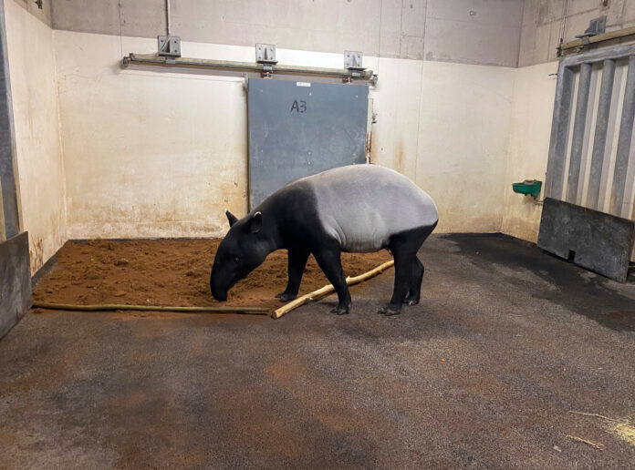 37_Schabrackentapir-Weibchen_Nessa_angekommen_c_Zoo_Leipzig Sie ist angekommen in Leipzig: Nessa gewöhnt sich dieser Tage an die neue Zoo-Umgebung. Foto: Zoo Leipzig