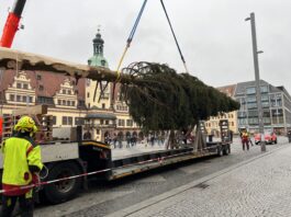 Er ist da, der Leipziger Weihnachtsbaum 2024: Die 20 Meter hohe Fichte auf dem Markt wurde in diesen Tagen angeliefert - und nat&uuml;rlich gleich aufgestellt. Foto: Andr&eacute; Kempner