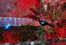 Ein schillernder Start ins neue Jahr: Aktuell lockt im Leipziger Zoo das "Magische Tropenleuchten". Foto: Zoo Leipzig