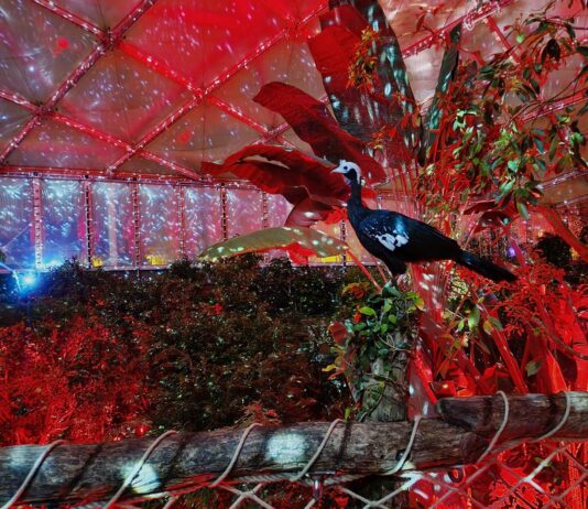 Ein schillernder Start ins neue Jahr: Aktuell lockt im Leipziger Zoo das "Magische Tropenleuchten". Foto: Zoo Leipzig