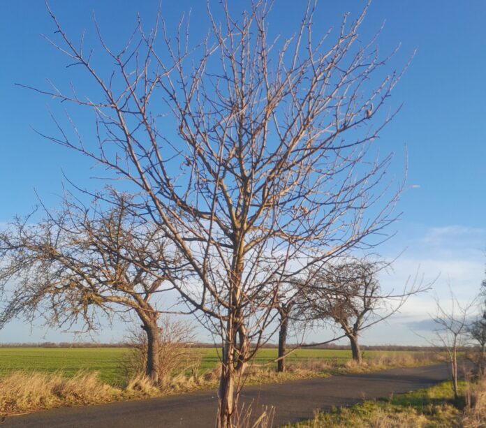 Die im Laufe der Jahre entstandenen L&uuml;cken in der Obstbaumallee entlang des Kyhnaer Weges in Delitzsch sollen noch in diesem Monat durch 113 neue Obstb&auml;ume geschlossen werden. Foto: LPV Nordwestsachsen