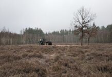 Die Anstrengungen zielen unter anderem darauf, die für die Heide charakteristischen Offenlandflächen als Lebensraum gefährdeter Pflanzen- und Tierarten zu erhalten. Foto: LPV NWS