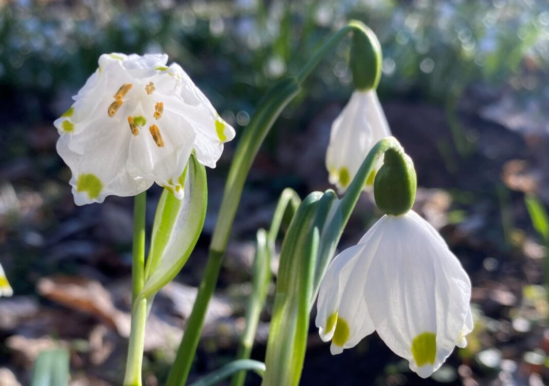 Der Märzenbecher ist die Auwaldart des Jahres. Foto: Julia Zimmerhäkel