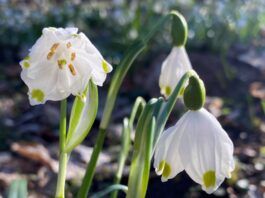Der M&auml;rzenbecher ist die Auwaldart des Jahres. Foto: Julia Zimmerh&auml;kel