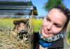 Tierpflegerin Celina Lembke vom Zoo Leipzig beobachtet an einem Feldrand einen Feldhamster vor der Auswilderung in einer transparenten Box. Das Feldhamsterschutzprojekt startet ins zweite Auswilderungsjahr. Foto: Hendrik Schmidt/dpa