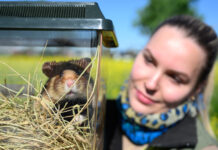Tierpflegerin Celina Lembke vom Zoo Leipzig beobachtet an einem Feldrand einen Feldhamster vor der Auswilderung in einer transparenten Box. Das Feldhamsterschutzprojekt startet ins zweite Auswilderungsjahr. Foto: Hendrik Schmidt/dpa