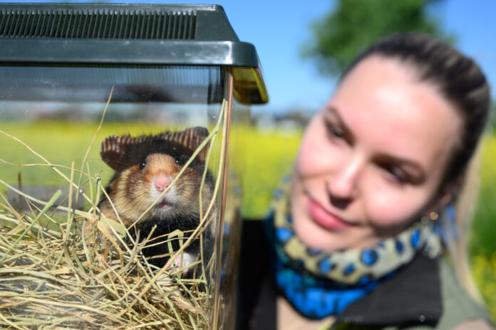 Tierpflegerin Celina Lembke vom Zoo Leipzig beobachtet an einem Feldrand einen Feldhamster vor der Auswilderung in einer transparenten Box. Das Feldhamsterschutzprojekt startet ins zweite Auswilderungsjahr. Foto: Hendrik Schmidt/dpa