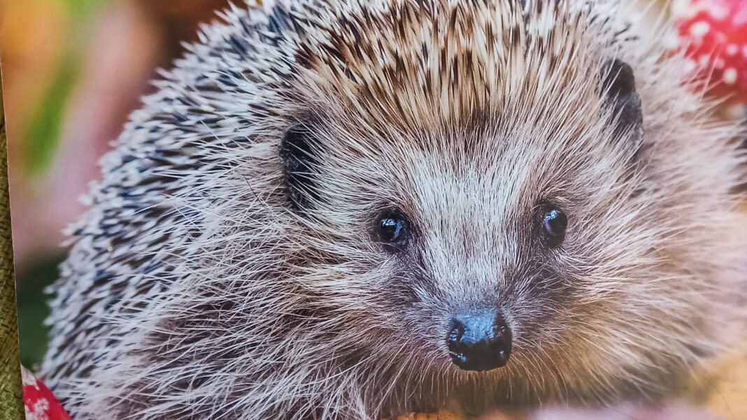 1000097572 Gesund dank der Pflege von Christine Arendt: Einer ihrer Igel-Schützlinge auf dem Weg in die Freiheit. Foto: privat