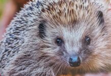 Gesund dank der Pflege von Christine Arendt: Einer ihrer Igel-Schützlinge auf dem Weg in die Freiheit. Foto: privat
