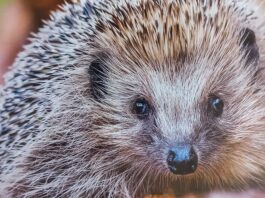 Gesund dank der Pflege von Christine Arendt: Einer ihrer Igel-Sch&uuml;tzlinge auf dem Weg in die Freiheit. Foto: privat