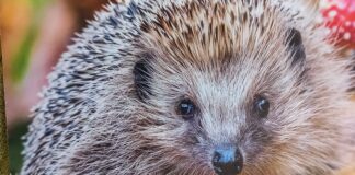 Gesund dank der Pflege von Christine Arendt: Einer ihrer Igel-Schützlinge auf dem Weg in die Freiheit. Foto: privat