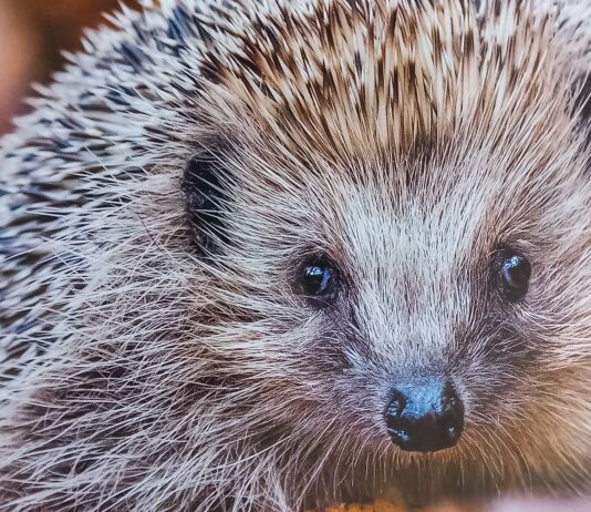 Gesund dank der Pflege von Christine Arendt: Einer ihrer Igel-Sch&uuml;tzlinge auf dem Weg in die Freiheit. Foto: privat