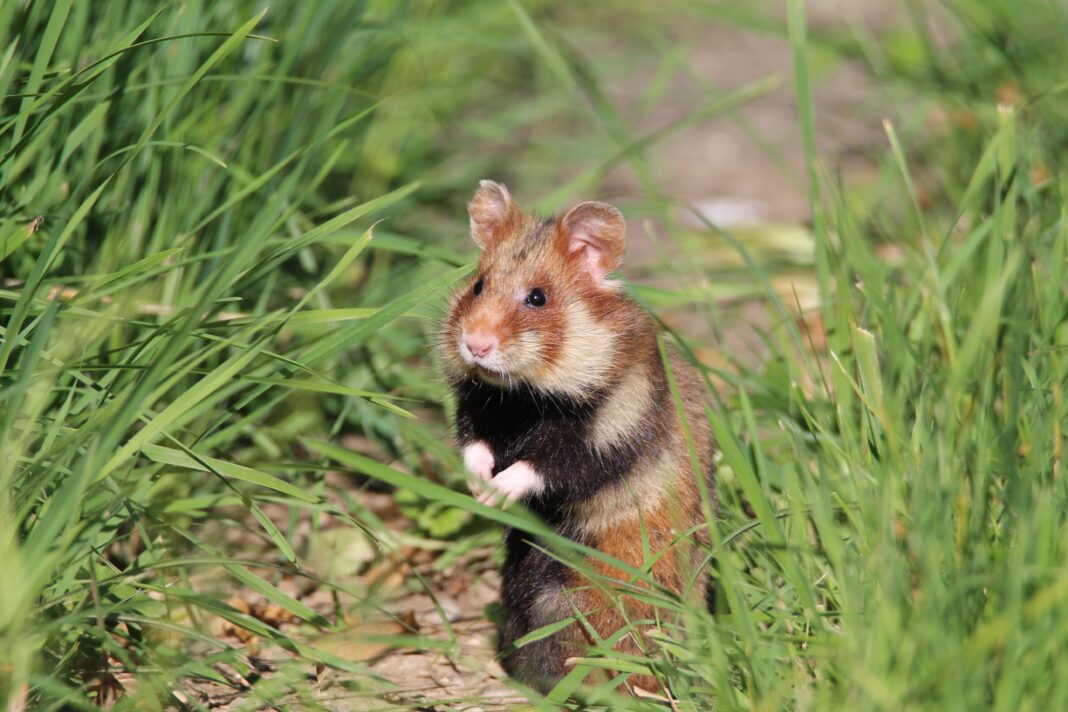 IMG_4927 Charismatischer Ackerbewohner: Damit der Feldhamster bei Delitzsch auf Dauer wieder heimisch wird, schlossen das Sächsische Landesamt für Umwelt, Landwirtschaft und Geologie und die EU eine Fördervereinbarung ab. Foto: LfULG/Archiv Naturschutz/Frank Berger